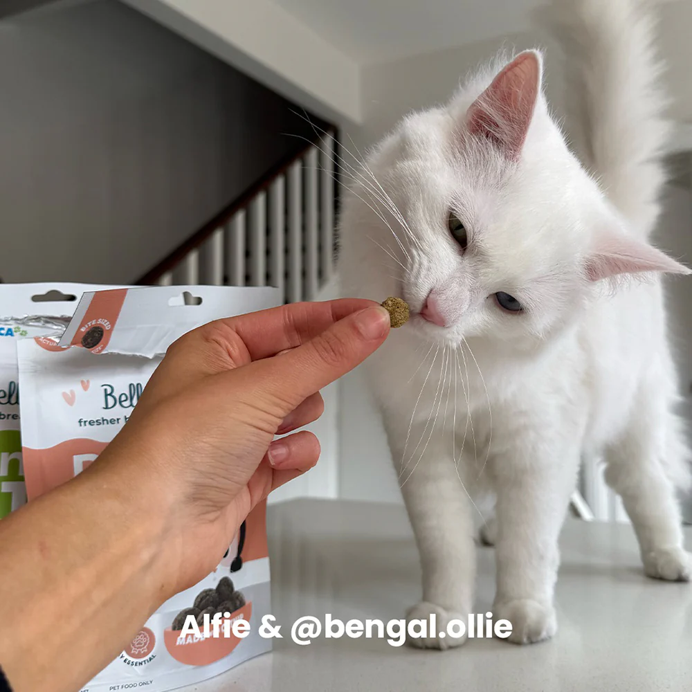 BELL & BONE Dental Bites Salmon With Charcoal Cat Treats 80g - Image 7