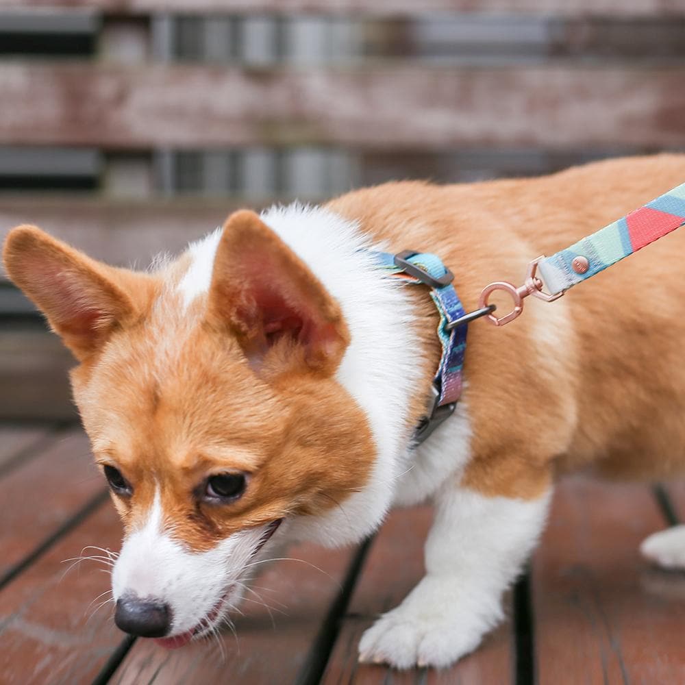 Pidan A2 Bracelet Dog Leash - Image 4