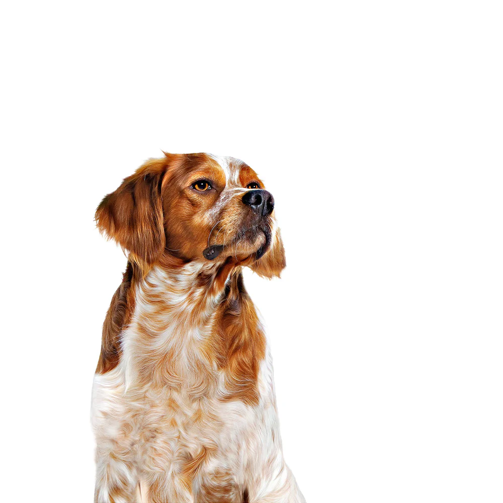 ROYAL CANIN Medium Adult Wet Dog Food - Image 3